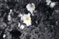/album/photographfeerique/fleurs-jpg/